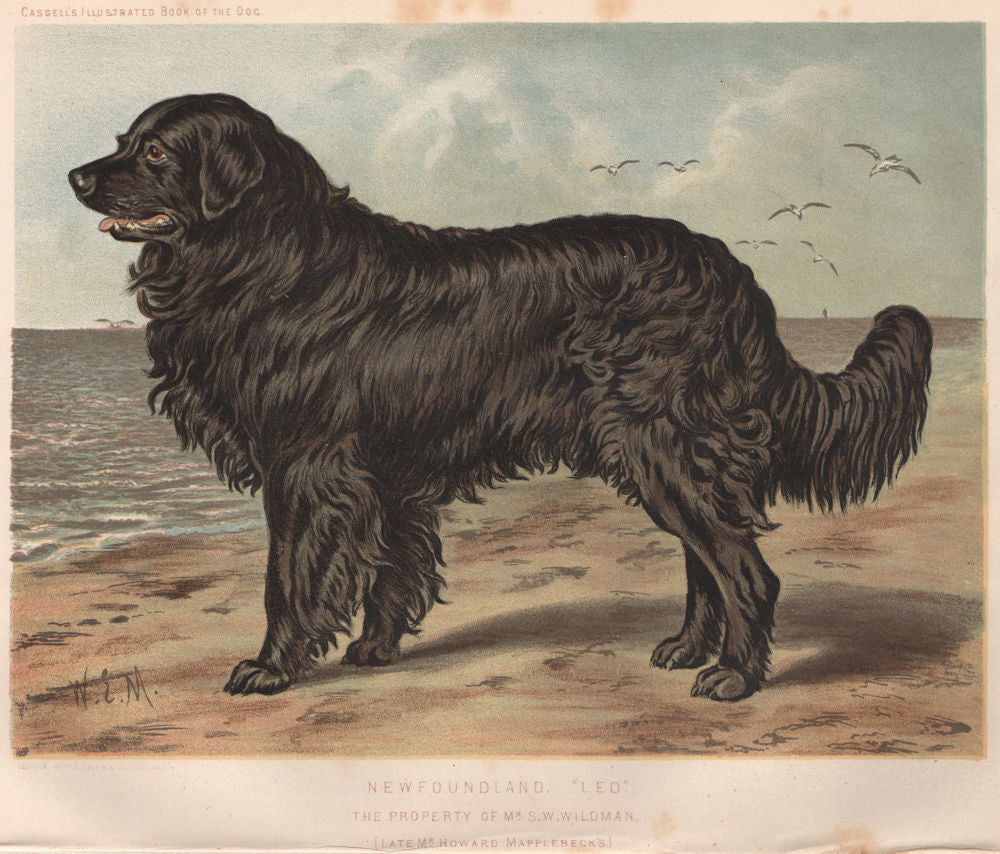 DOGS. Newfoundland,